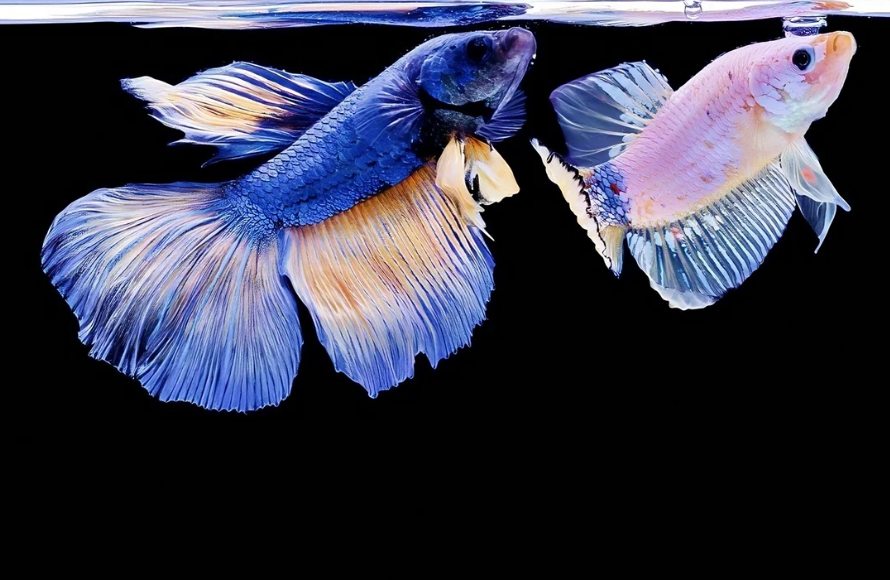 Memahami Perbedaan Antara Ikan Cupang Jantan dan Betina