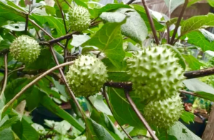 Efek Samping Memakan Buah Kecubung