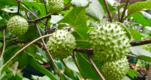 Efek Samping Memakan Buah Kecubung