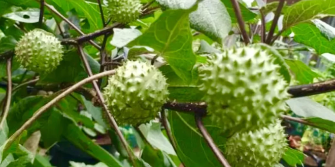 Efek Samping Memakan Buah Kecubung