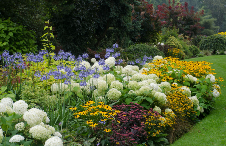 Tanaman Hias Outdoor yang Mudah Dirawat