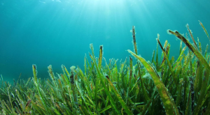 Tumbuhan Laut yang Nikmat dan Kaya Nutrisi