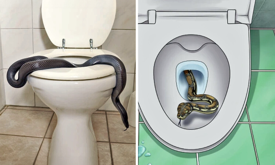 Cara Mencegah Ular Masuk ke Lubang Kloset