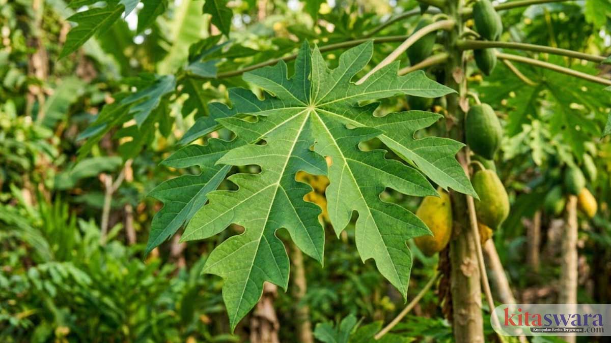 Manfaat Daun Pepaya untuk Kesehatan: Pahit di Lidah, Besar Dampaknya untuk Tubuh